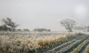 Frosty Morning in Norfolk