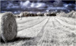 Harvest Home