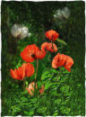 Poppies in sunlight