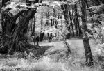 Woodland Walk
