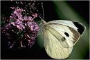 Large white butterfly