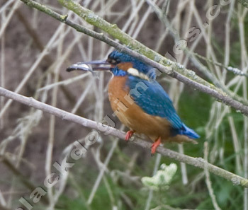 Kingfisher with fish