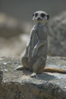 I lean back, I fall over. Simples!