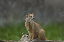Yellow Mongoose