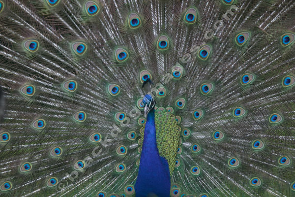 Peacock displaying
