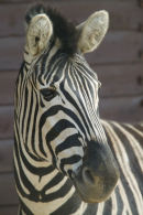 Chapmans Zebra portrait