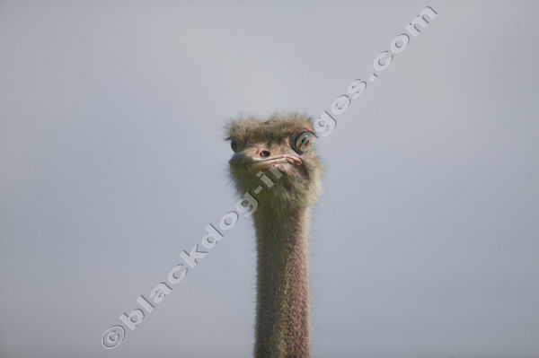Ostritch - Struthio camelus