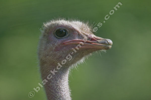 Ostritch - Struthio camelus
