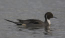 Pintail - Anas acuta