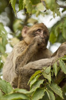 Barbary Macaque feeding