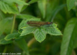 Beautiful Demoiselle Damselfly - Calopteryx virgo