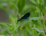 Beautiful Demoiselle Damselfly - Calopteryx virgo