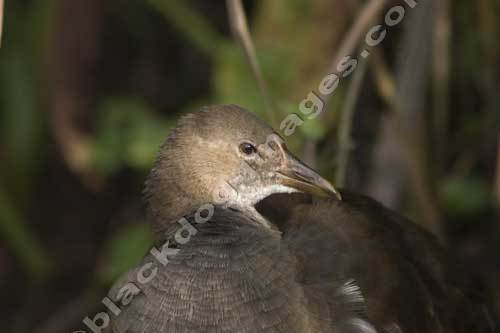 Moorhen - Gallinula chloropus
