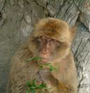 Thoughtful looking Barbary Macaque 