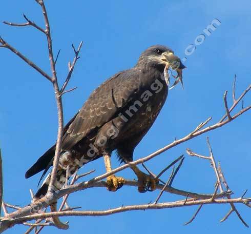 Common Black Hawk - Buteogallus anthracinus