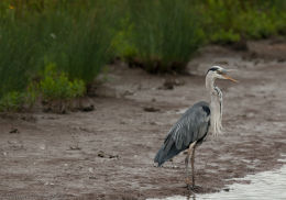 Grey Heron