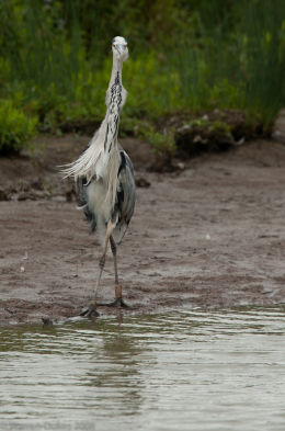 Grey Heron