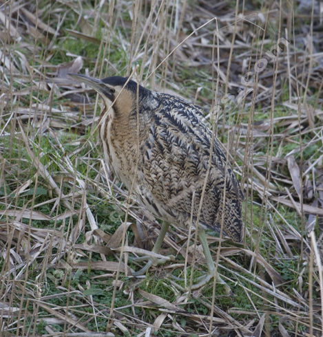 Bittern - Botaurus stellaris