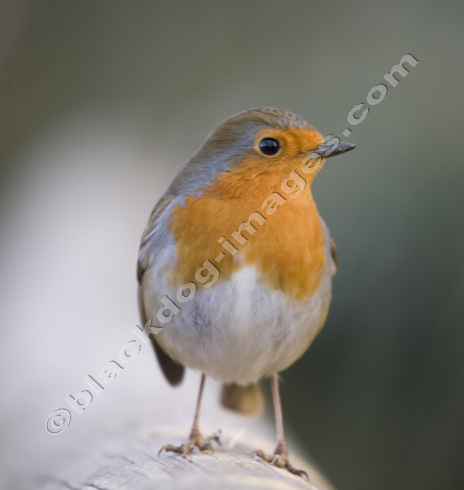 Cock Robin