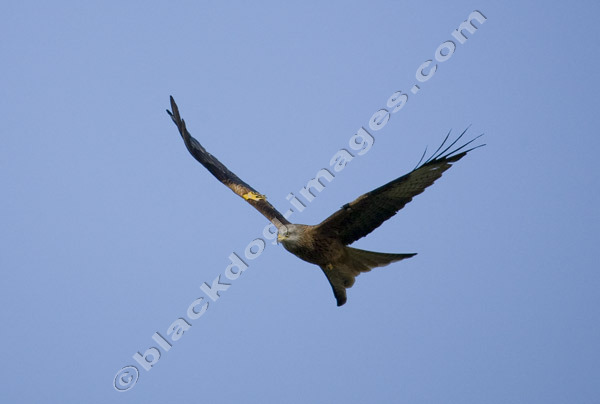 Red Kite - Milvus milvus