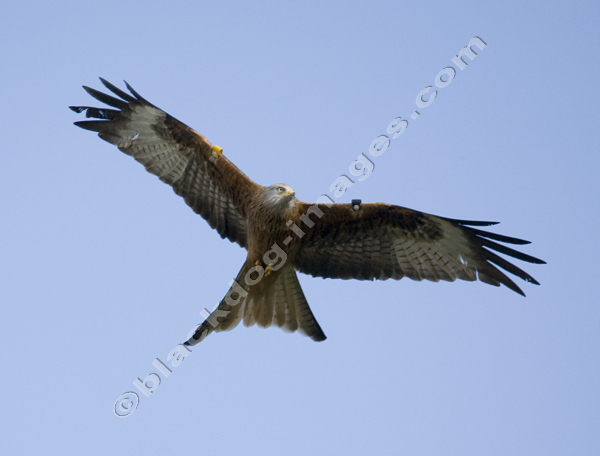 Red Kite - Milvus milvus