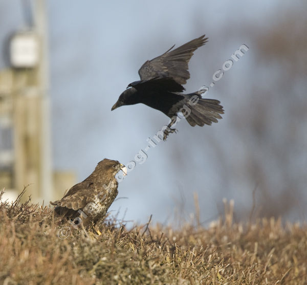 Common Buzzard - Buteo buteo
