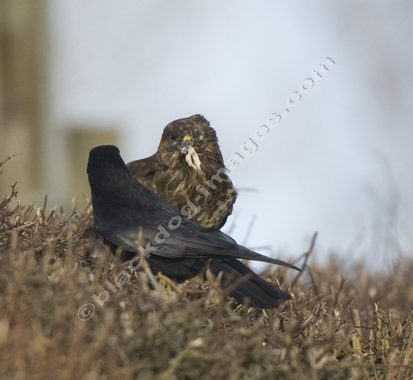 Common Buzzard - Buteo buteo