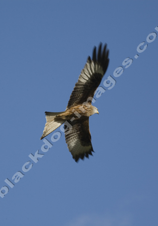 Red Kite - Milvus milvus
