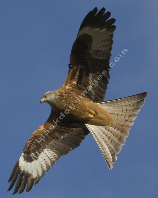 Red Kite - Milvus milvus