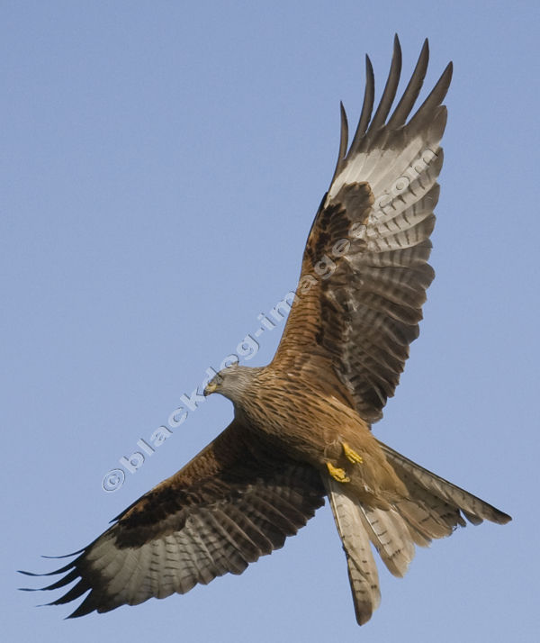 Red Kite - Milvus milvus