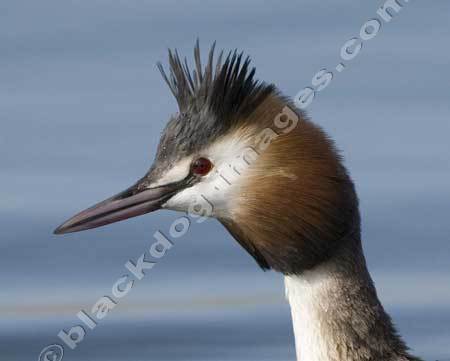 Crested Grebe - Podiceps cristalus