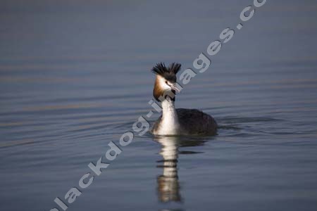 Crested Grebe - Podiceps cristalus