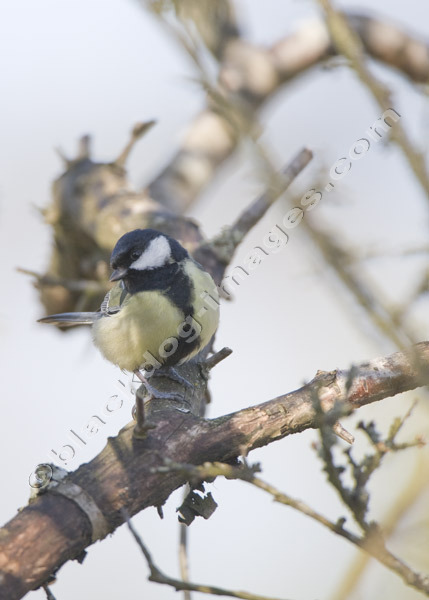 Great Tit - Parus Major