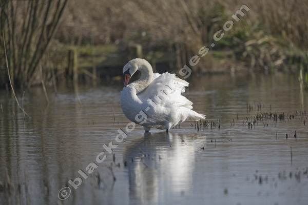 Mute Swan - Cygnus olor