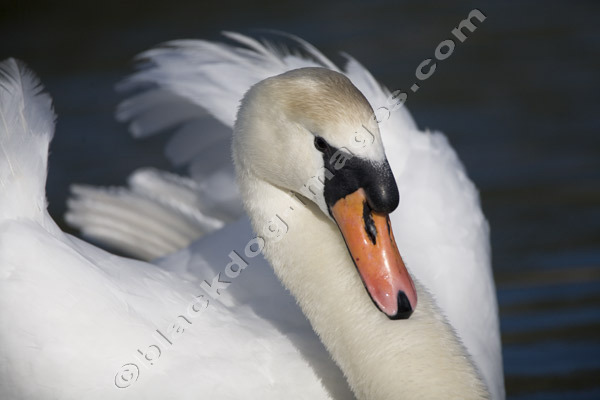Mute Swan - Cygnus olor