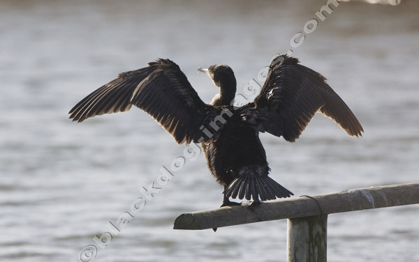 Cormorant - Phalacrocorax carbo