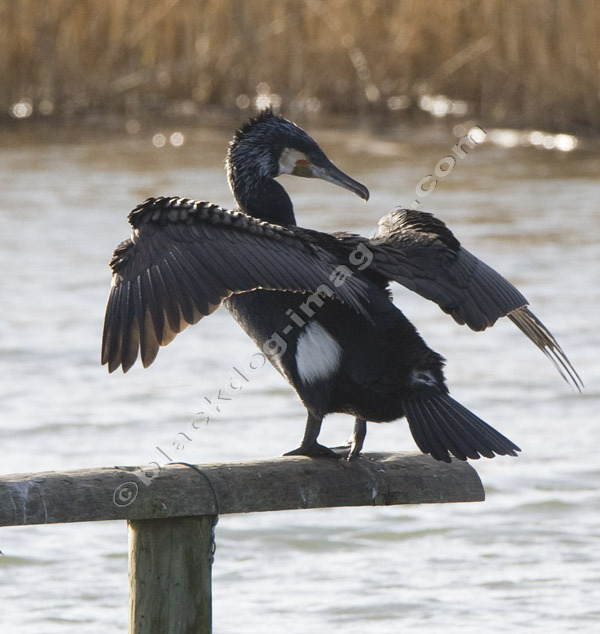 Cormorant - Phalacrocorax carbo