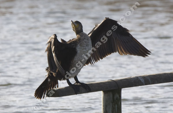 Cormorant - Phalacrocorax carbo