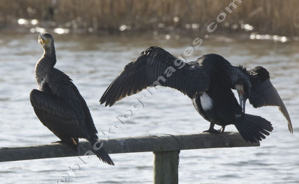 Cormorant - Phalacrocorax carbo