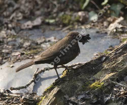 Blackbird - Turdus merula