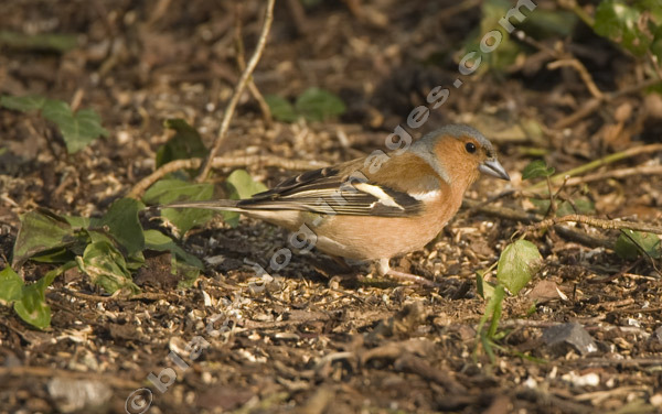Chaffinch - Fringilla coelebs