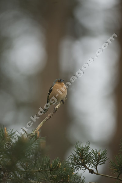 Chaffinch - Fringilla coelebs