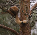 Red Squirrel sorting out an itch! 