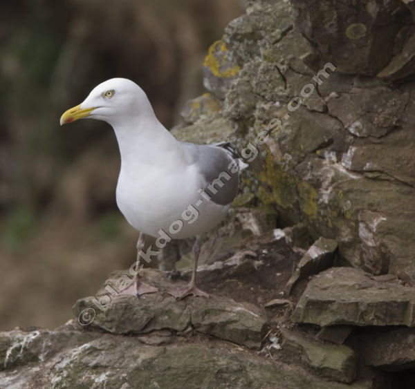 Herring Gull - Larus argentatus
