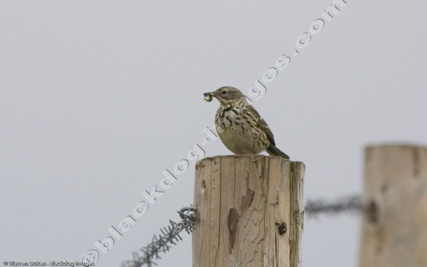 Song Thrush - Turdus philomelos