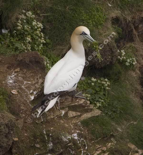 Gannet - Sula Bassana