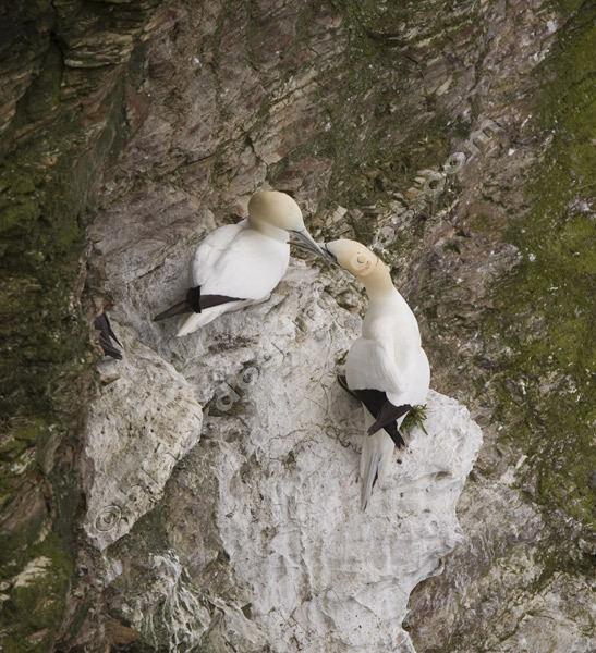 Gannets - Sula bassana