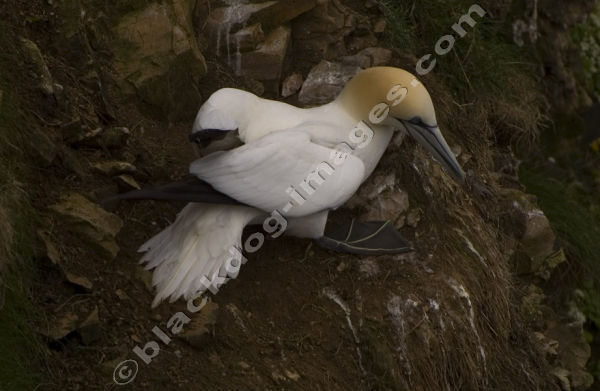 Gannet - Sula Bassana
