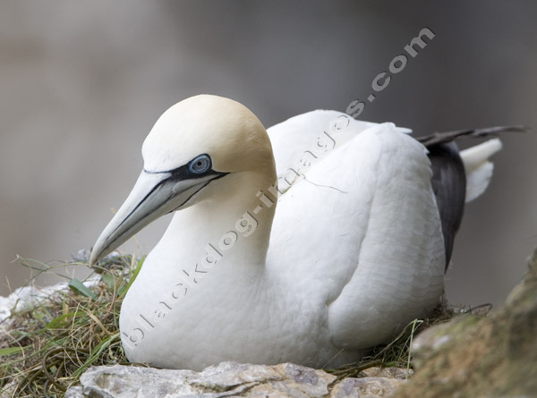 Gannet - Sula bassana