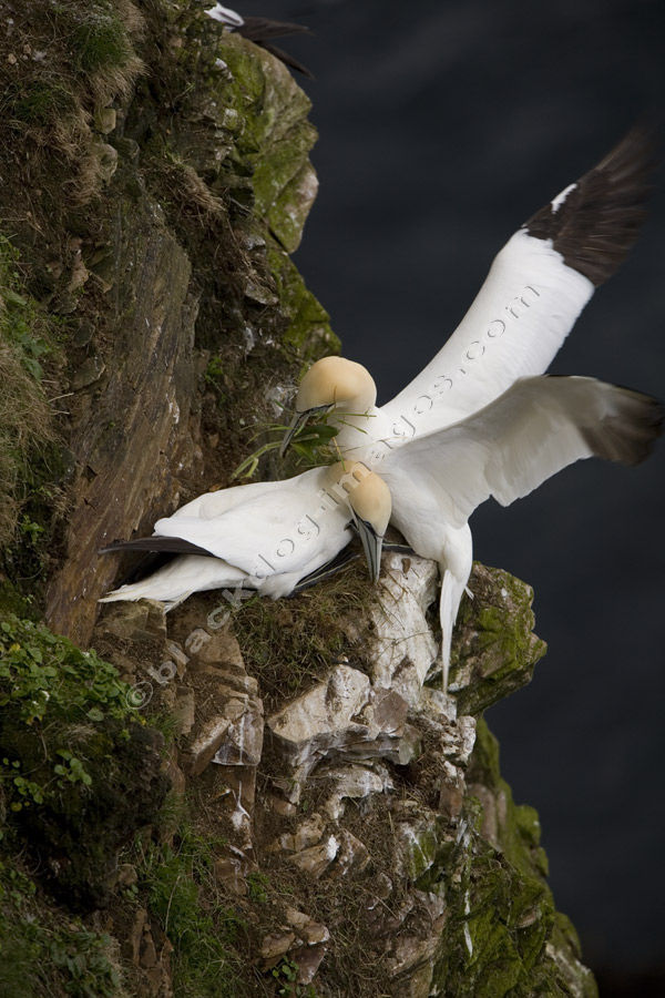 Gannet - Sula Bassana